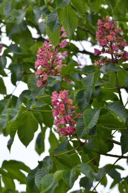 çiçekli kestane ağacı