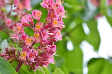 Bahçedeki güzel çiçekler