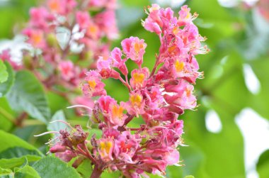 Doğadaki ağacın güzel çiçekleri..