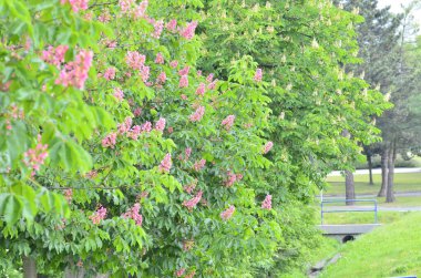 Bahçedeki güzel çiçekler