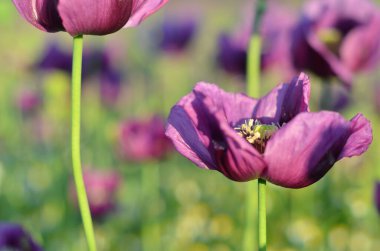 Tarladaki güzel çiçekler