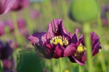 Tarladaki güzel çiçekler