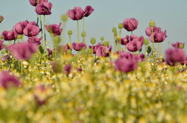 Çayırdaki güzel bahar çiçekleri