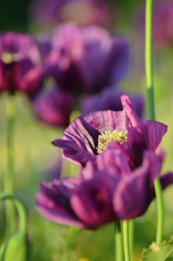 Mor gelincik çiçeği yakın çekim