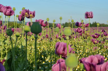 Çiçek açan tarla pembe lalelerle sabah