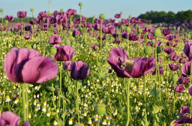 Güzel mor ve pembe çiçekli bir tarla.
