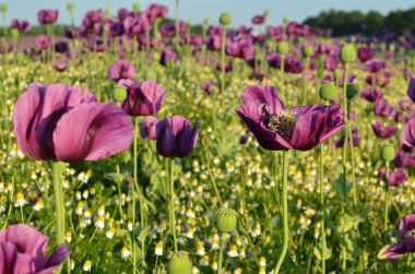 Bahçedeki güzel çiçekler