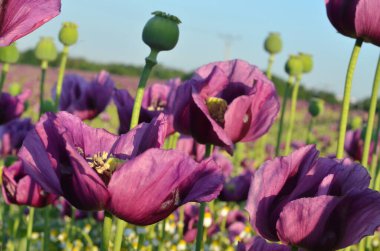 Güzel mor gelincik çiçekleri tarlası