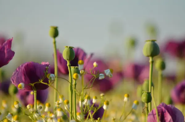 stock image beautiful flowers in the garden