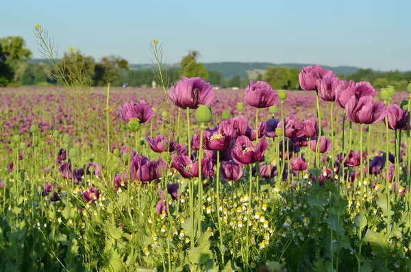 purple poppy in the field