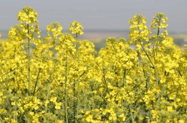 Güzel tecavüz çiçekleri, doğa geçmişi