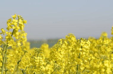 Tecavüz tarlası çiçek açtı. Güzel sarı çiçekler tarlada.