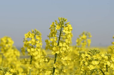 Sarı tecavüz alanı, yaz manzarası