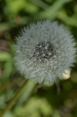 Karahindiba çiçeğine yakın.