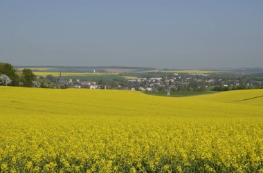 Kolza tohumu alanlarından görünüm