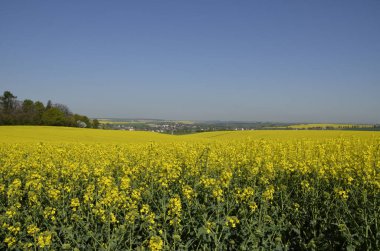 Yazın arka planında mavi gökyüzü olan güzel sarı tecavüz tarlası