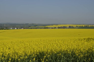 Güzel sarı kolza tohumu tarlası