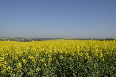 Güzel bir bahar manzarası