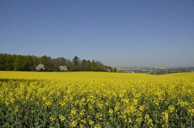 Yaz alanında kolza tohumu