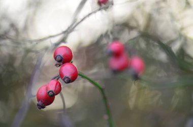 Bir ağacın dalında kırmızı meyveler