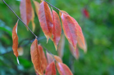 Sonbahar yaprakları, sonbahar bitkileri