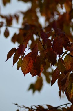 Sonbaharda akçaağaç yaprağı arka plan