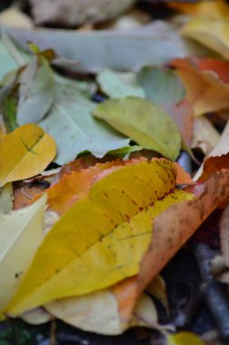 Sonbahar mevsiminde renkli sonbahar yaprakları.