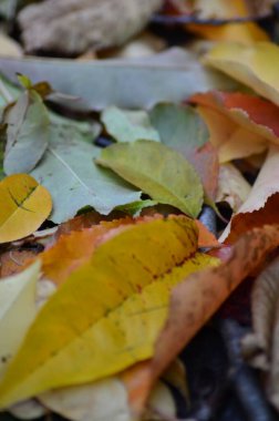 Güz düşen yapraklar