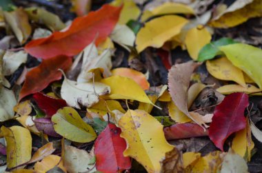 Renkli sonbahar yaprakları arkaplanı