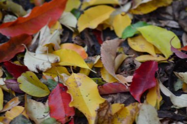 Renkli sonbahar yaprakları arkaplanı