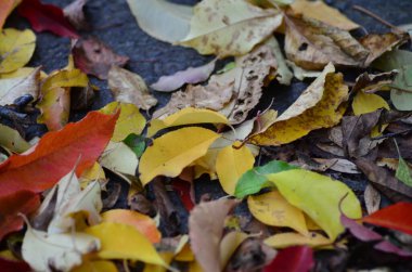 Sonbahar yaprakları, sonbahar bitkileri