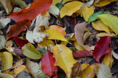 Renkli sonbahar yaprakları arkaplanı