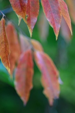 Sonbahar yaprakları, sonbahar bitkileri