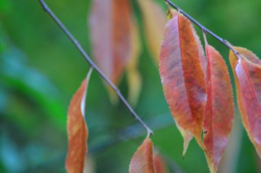 Sonbahar yaprakları, sonbahar bitkileri