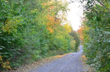 Ağaçlar ve ormanlarla dolu sonbahar manzarası