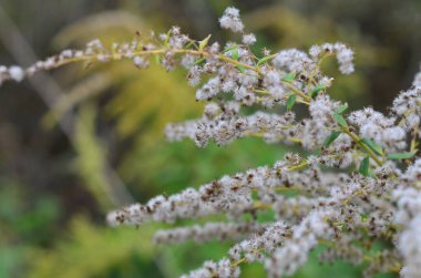 Beyaz çiçekli bir bitkinin yakın çekimi.