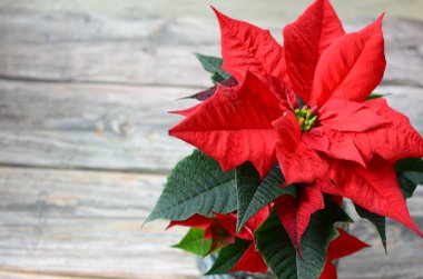 Ahşap bir masadaki cam vazoda kırmızı bir noktalı yıldız.