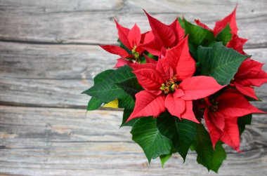 Yeşil yapraklı kırmızı noktalı bir bitki.