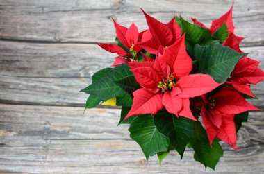 Tahta bir masadaki vazoda kırmızı noktalı bir bitki.