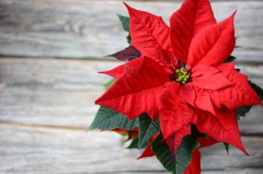 Vazodaki kırmızı noktalı çiçek.