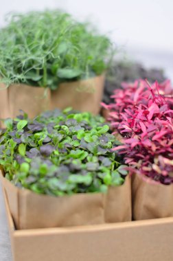 Beyaz arka planı olan küçük bitkilerle dolu bir kutu.