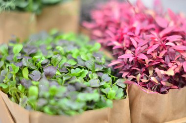 Kutudaki bir grup bitki.