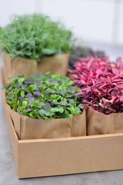 Tezgahın üzerinde bir kutu küçük bitki.