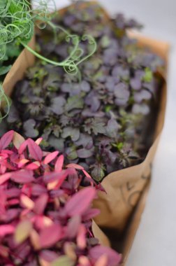 Bir kutuda bir sürü farklı bitki var.