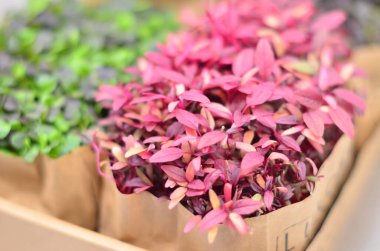 Bir dükkanda bir kutu küçük bitki.