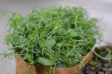 Kese kağıdında bir demet yeşil bitki.