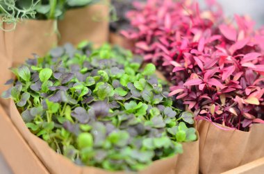 Kutuda sağlıklı organik sebze salatası