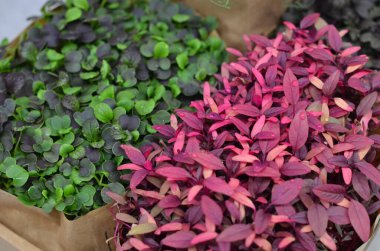 Kahverengi bir kesekağıdıyla bir kutu bitki.