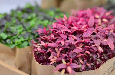 Kese kağıdında bir sürü farklı bitki var.