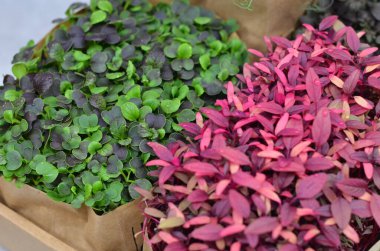 Kahverengi bir kesekağıdıyla bir kutu bitki.